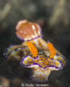 Nudibranch by Rudy Janssen 
